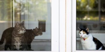 ‘Cats Love Gravy’: How a Reporter Ended Up at a Pet Food Research Center