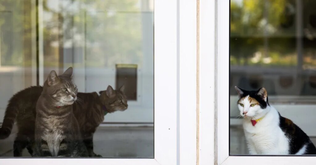 ‘Cats Love Gravy’: How a Reporter Ended Up at a Pet Food Research Center