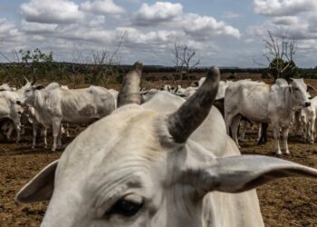 Trump’s Plan to Import More Ground Beef Is Falling Short
