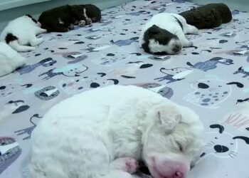 In Troubled Times, Finland’s Public Broadcaster Has an Answer: Puppies