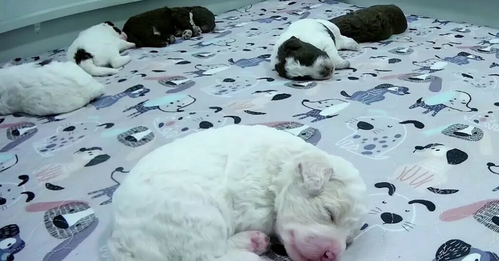 In Troubled Times, Finland’s Public Broadcaster Has an Answer: Puppies