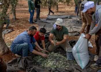 Israeli Settlers Turn a Palestinian Rite Into a Gantlet of Violence and Fear