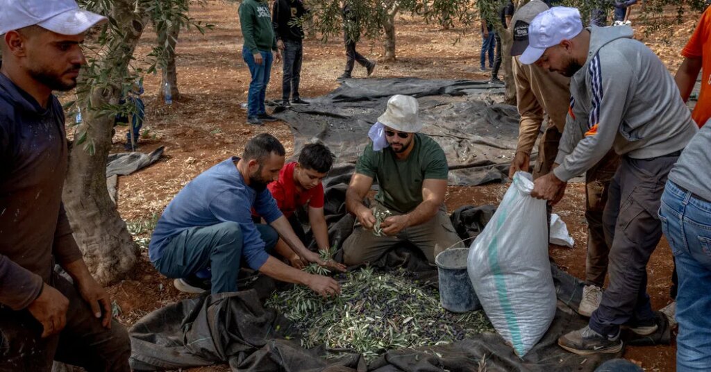 Israeli Settlers Turn a Palestinian Rite Into a Gantlet of Violence and Fear