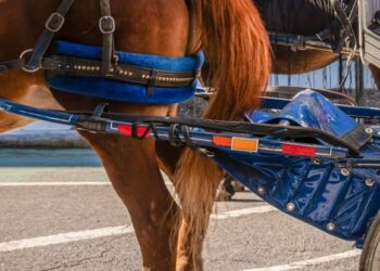 Horses and Humans Built New York City. The Horses Just Got Fired.