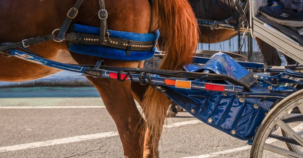 Horses and Humans Built New York City. The Horses Just Got Fired.