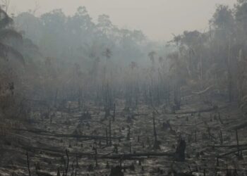 Brazil’s Vote Is a Victory for the Amazon, Environmentalists Say