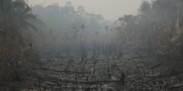 Brazil’s Vote Is a Victory for the Amazon, Environmentalists Say