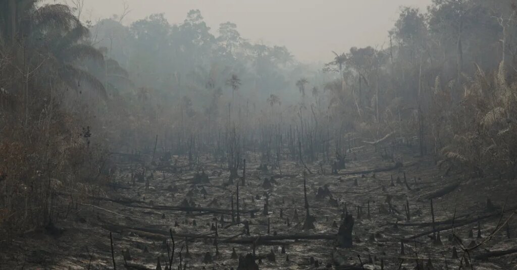 Brazil’s Vote Is a Victory for the Amazon, Environmentalists Say
