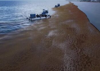 The Ocean ‘Was the Color of Chocolate.’ Mexico Declares War on Seaweed