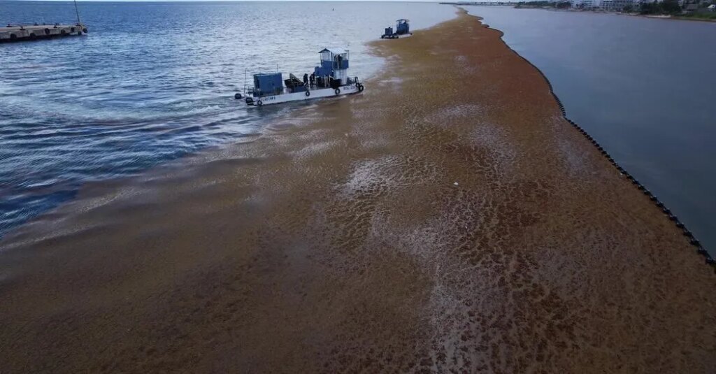 The Ocean ‘Was the Color of Chocolate.’ Mexico Declares War on Seaweed