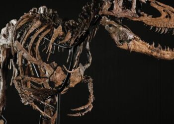 Skeleton of ‘Jodi,’ T. Rex’s Littler Cousin, Is Auctioned for $47.3 Million