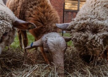 The Fall Pilgrimage of These Graveyard Sheep Is Coming to an End