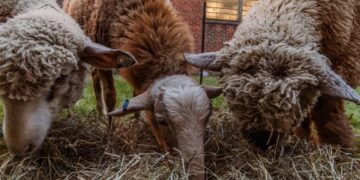 The Fall Pilgrimage of These Graveyard Sheep Is Coming to an End