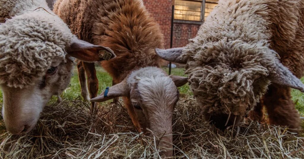 The Fall Pilgrimage of These Graveyard Sheep Is Coming to an End