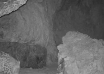 Injured Leopard’s 200-Mile Trek Suggests Hope for a Species