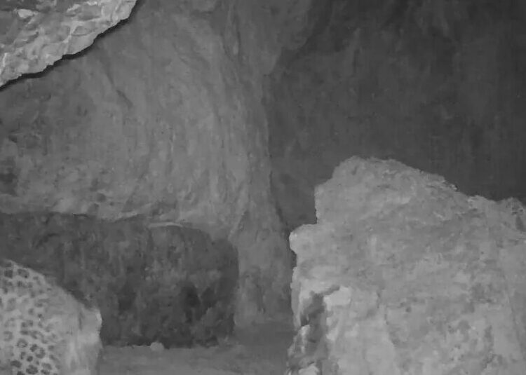 Injured Leopard’s 200-Mile Trek Suggests Hope for a Species