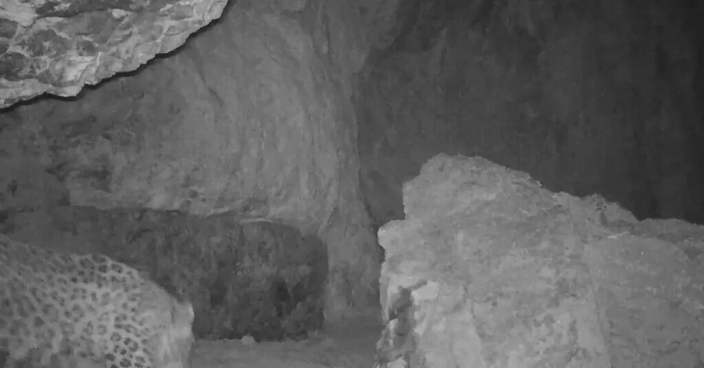 Injured Leopard’s 200-Mile Trek Suggests Hope for a Species