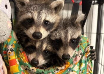 This couple opened a rehab for raccoons. They’ve saved 800 so far.