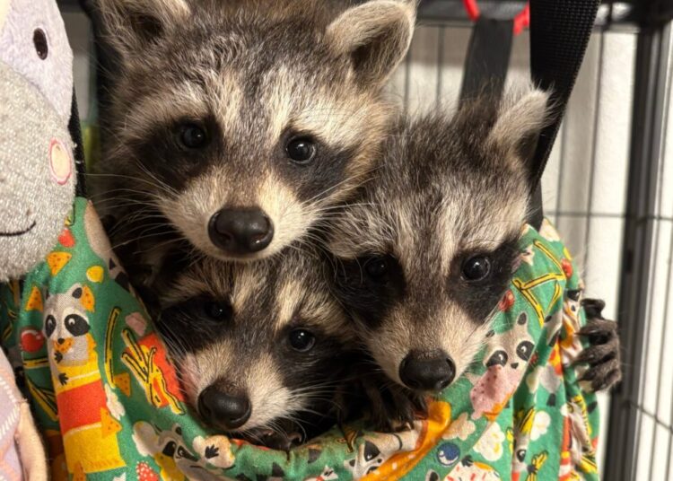 This couple opened a rehab for raccoons. They’ve saved 800 so far.