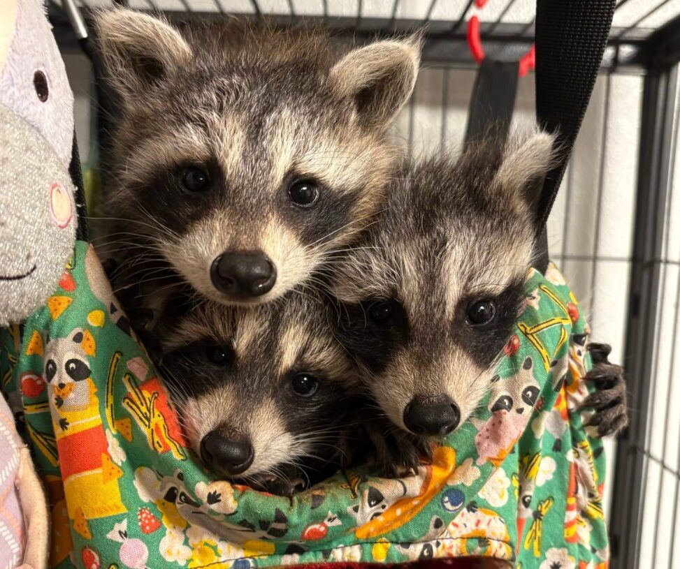 This couple opened a rehab for raccoons. They’ve saved 800 so far.