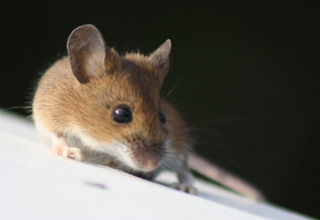Unlocking the mysteries of how simple embryos become complex creatures