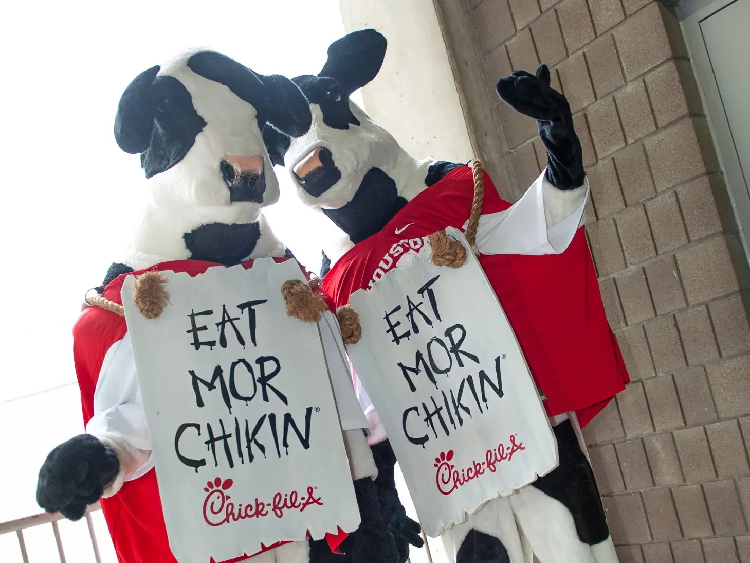 chick fil a cows