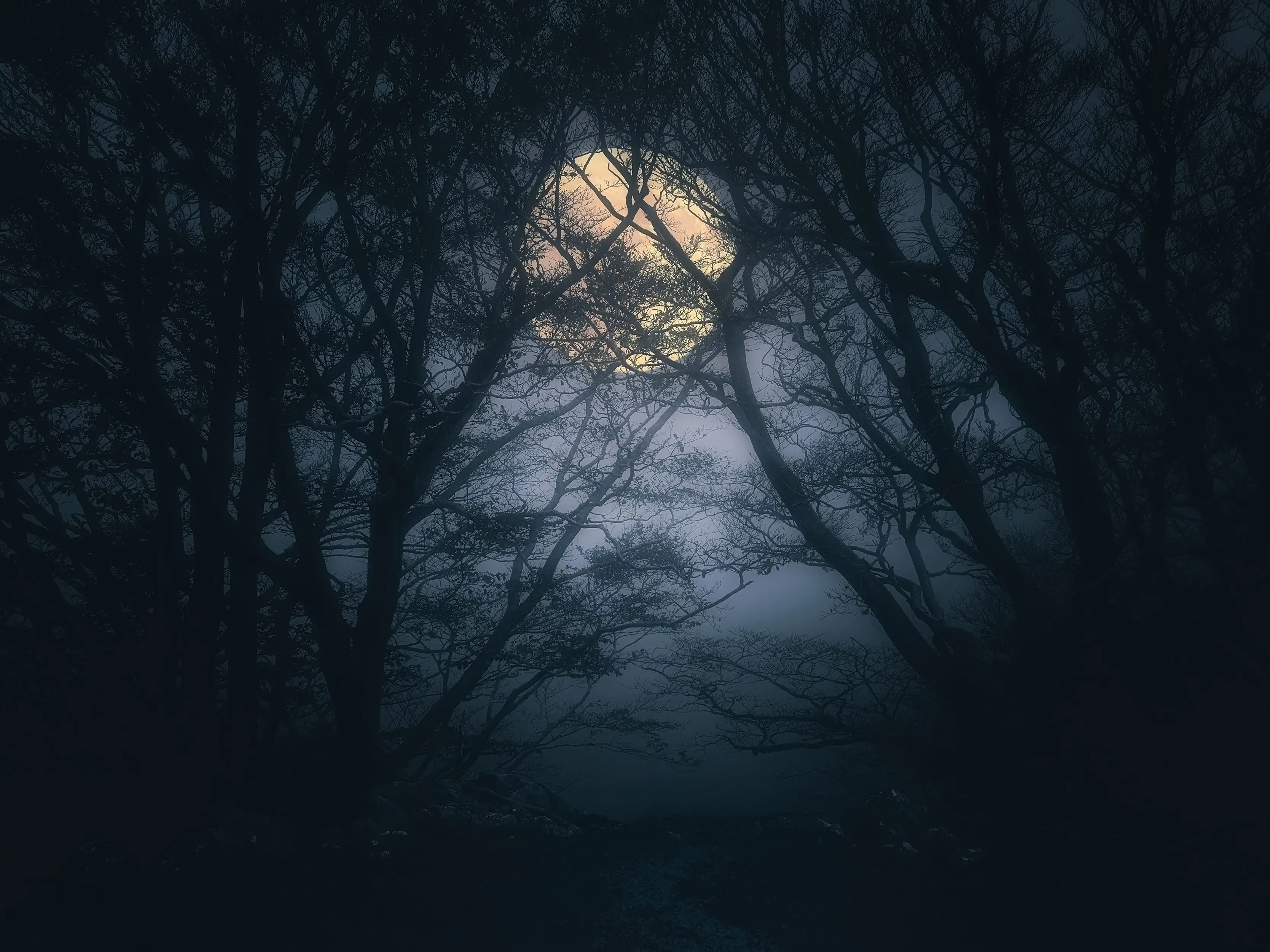 dark forest