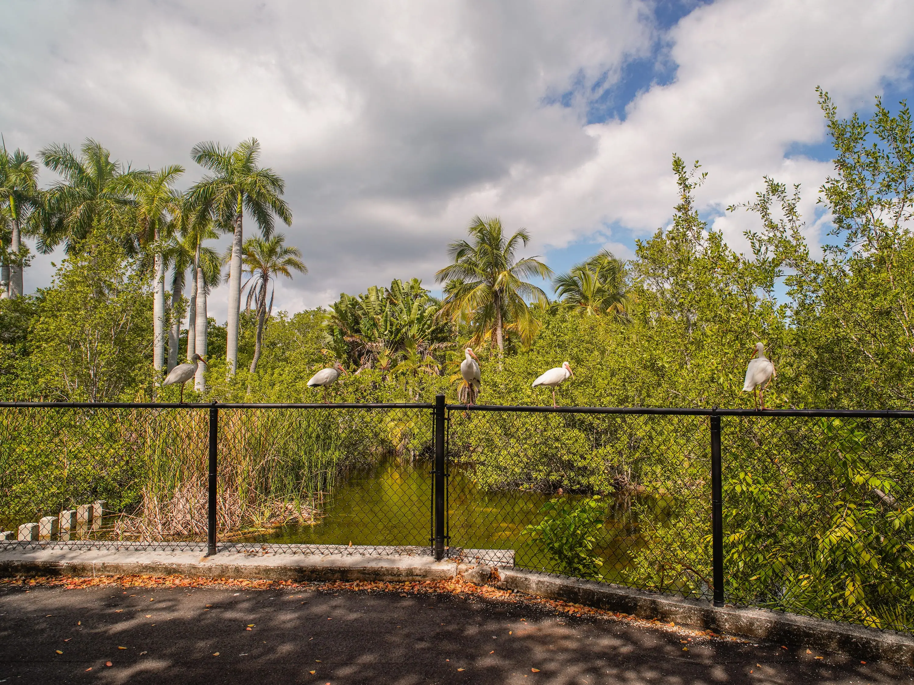 Birds on a fence in the zoo ruins