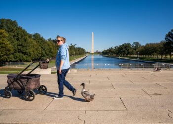 Meet Olivia, the duck quacking to keep foie gras off D.C. menus