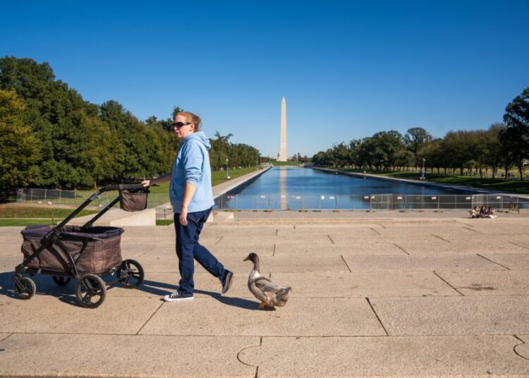 Meet Olivia, the duck quacking to keep foie gras off D.C. menus