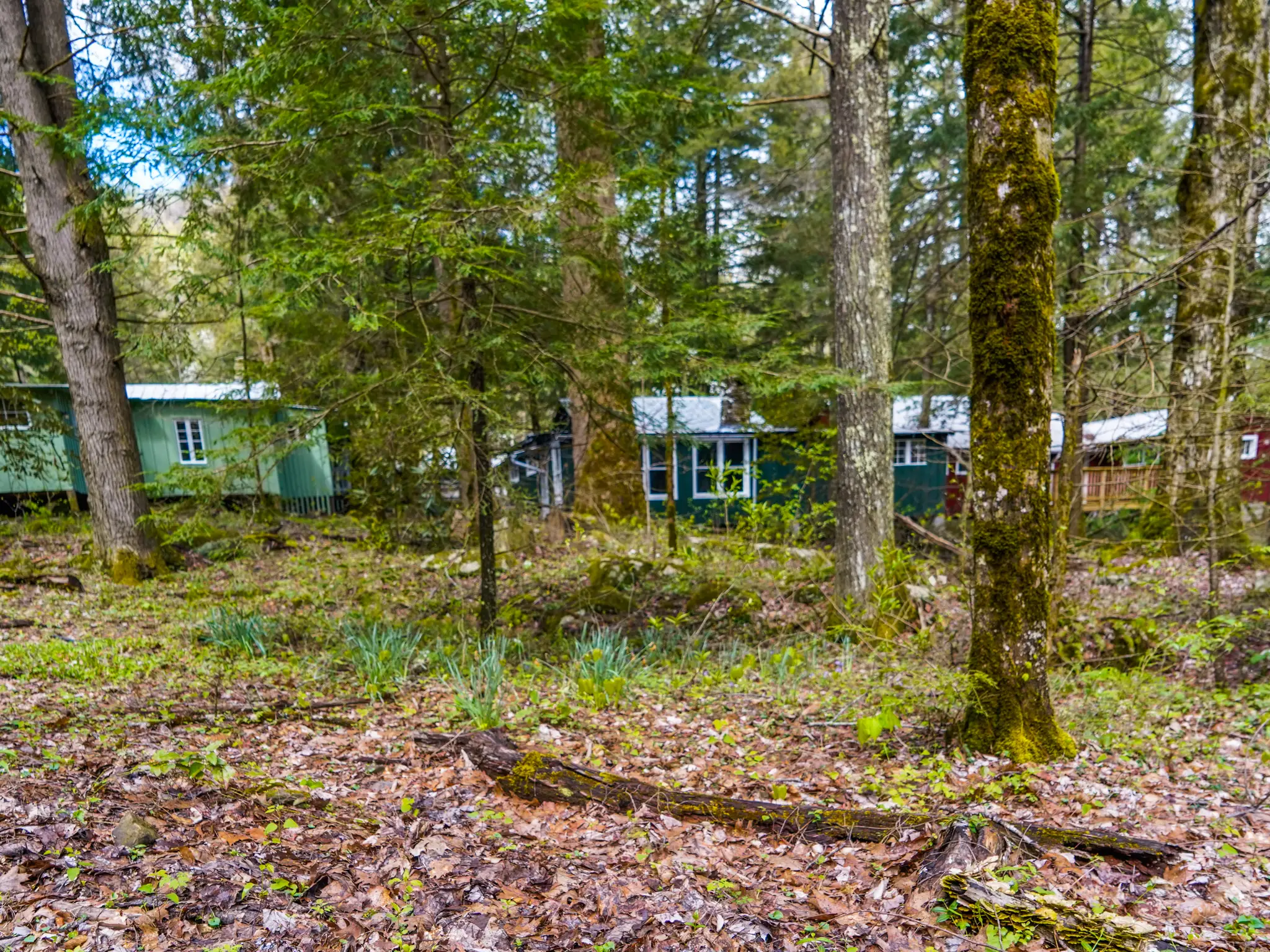 A woodsy scene with cabins peering behind trees