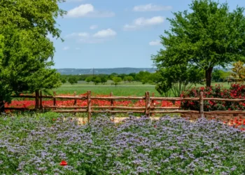 As a Texas local, I skip the crowds in Austin and head west to a charming nearby city with amazing wineries