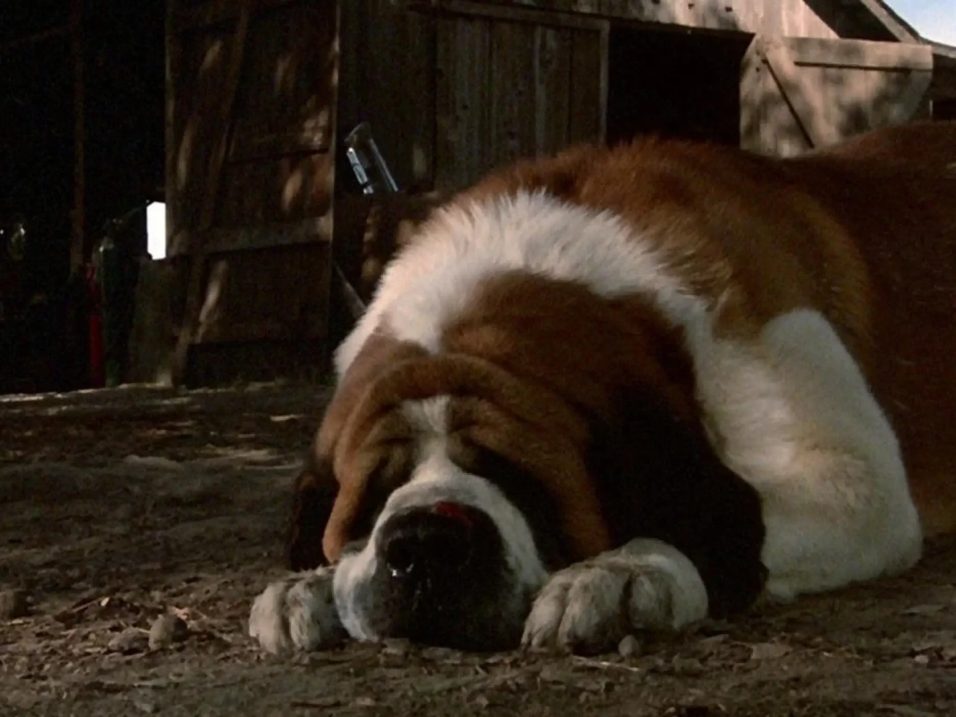 cujo