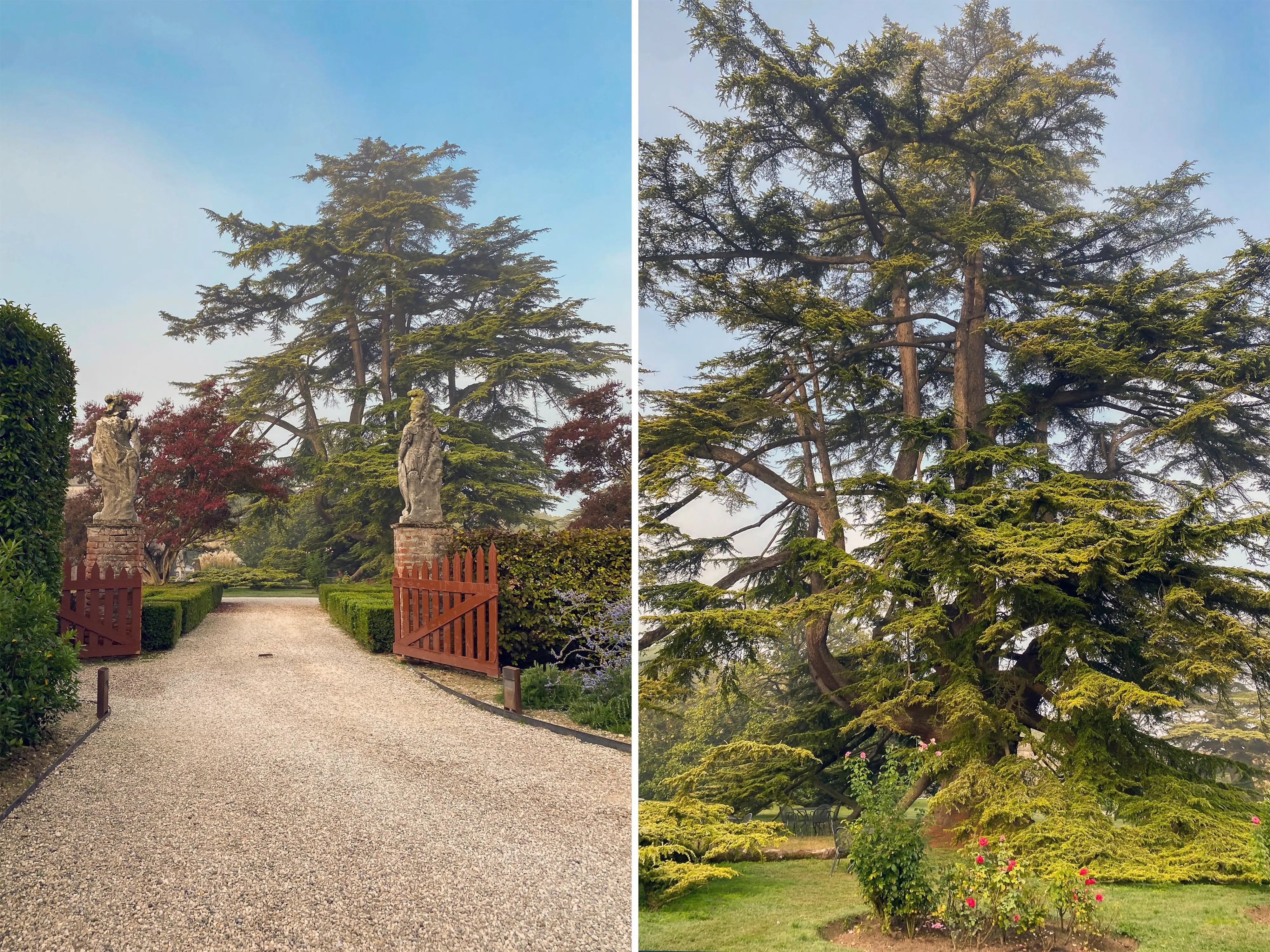 A composite image of a large tree seen from far away and close up