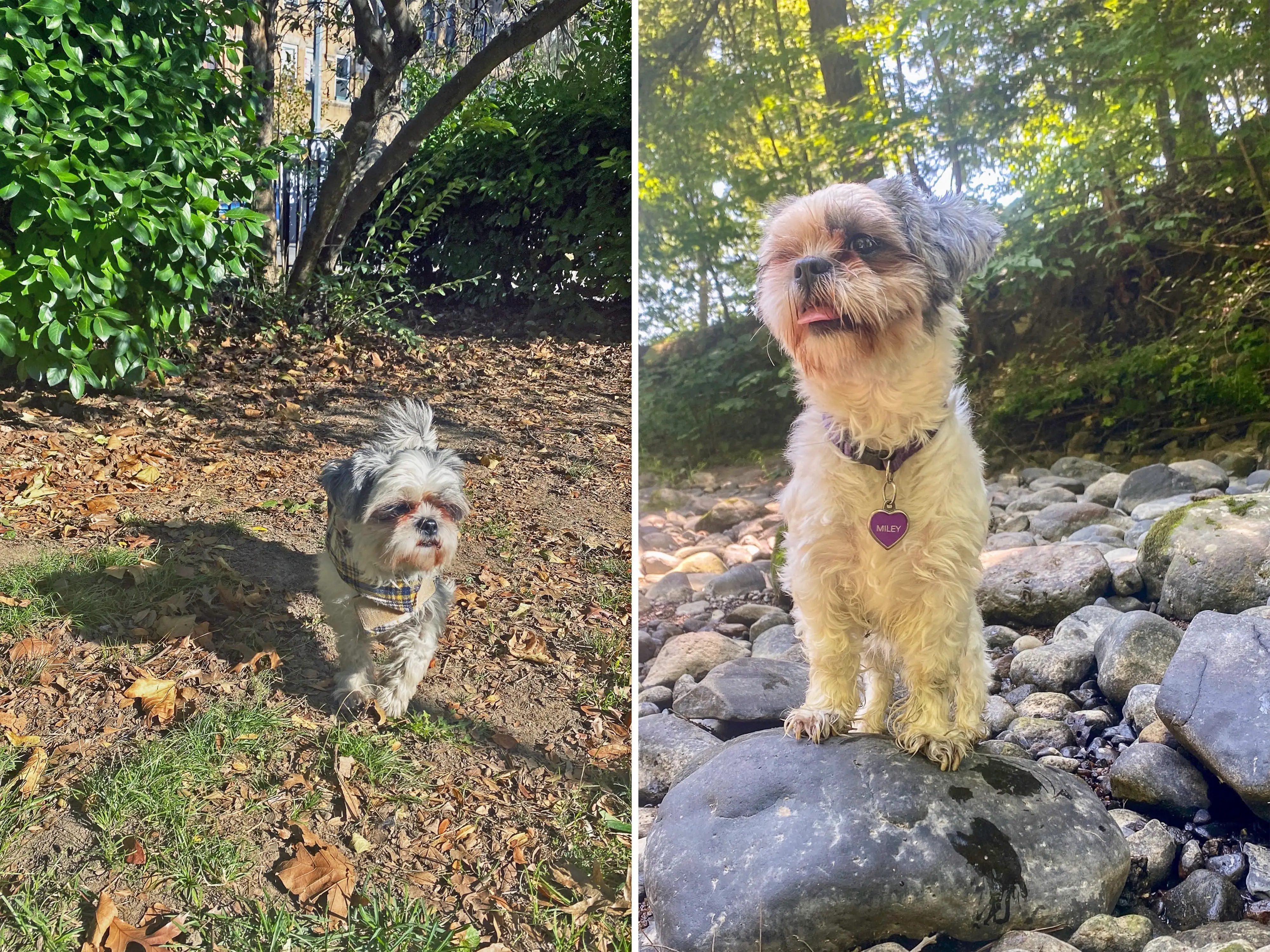 A composite image of a Shih Tzu outside seen from two different angles