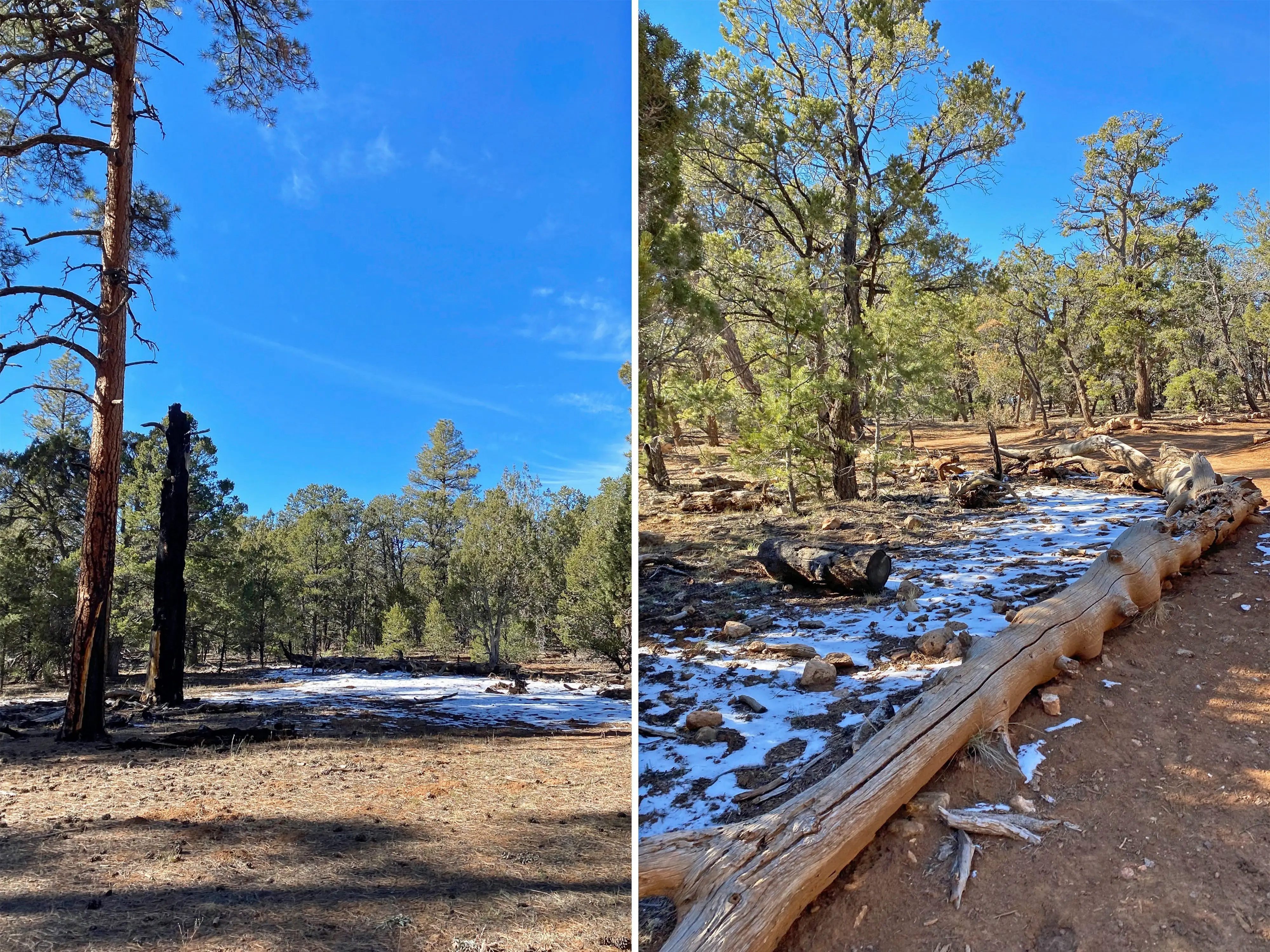 A composite image of two forest scenes with light snow on the ground