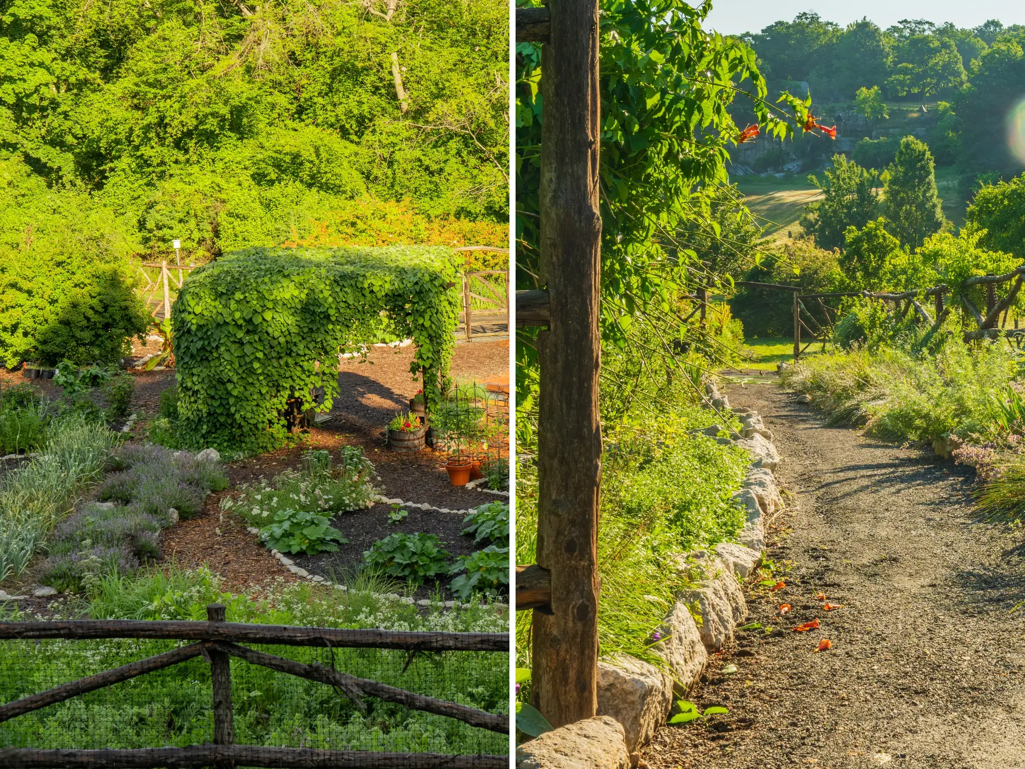 Sunlit garden collage showing a leafy vine-covered arbor and a gravel path bordered by plants and rustic fencing.