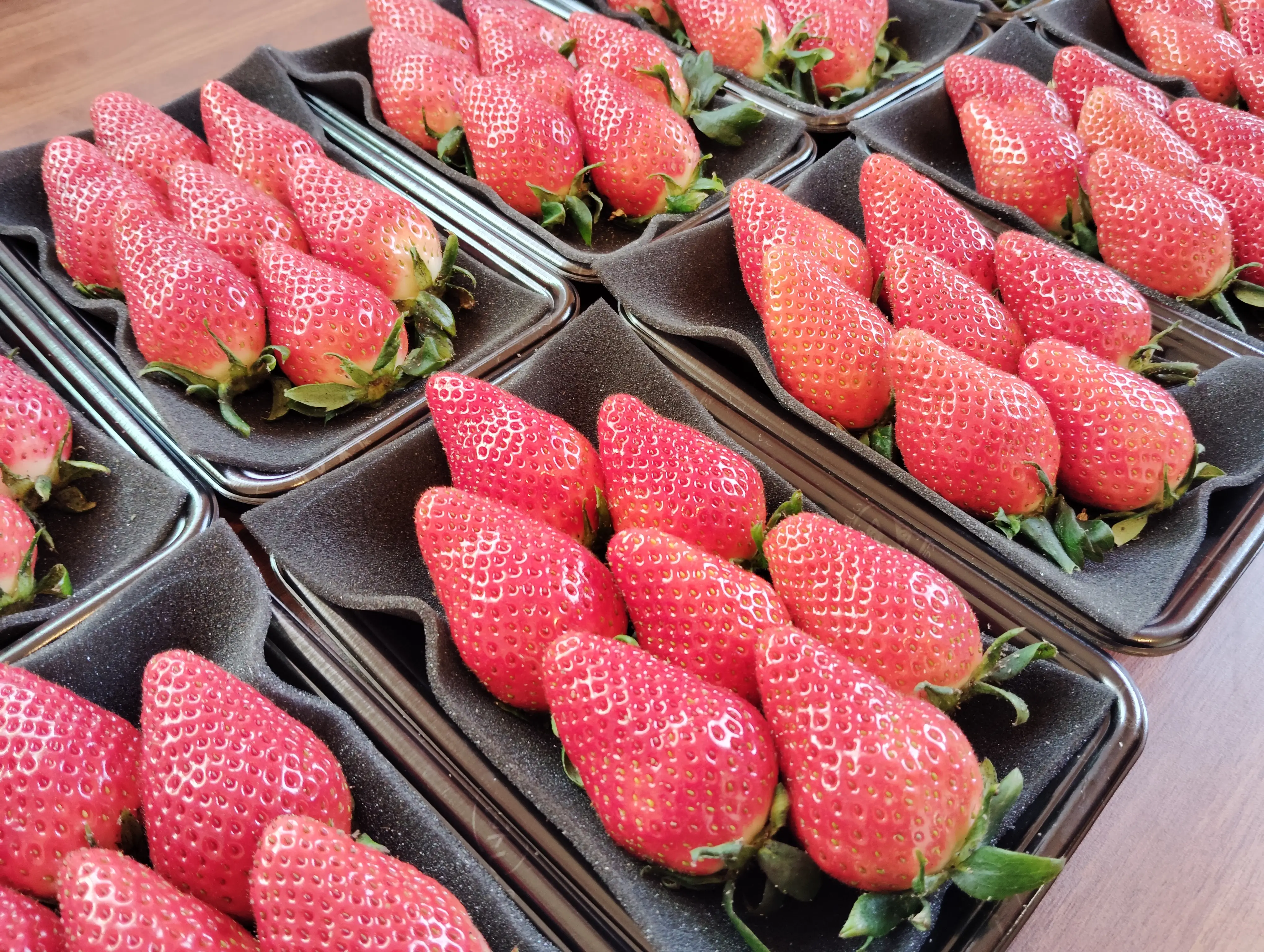 Strawberries he harvested from his farm.