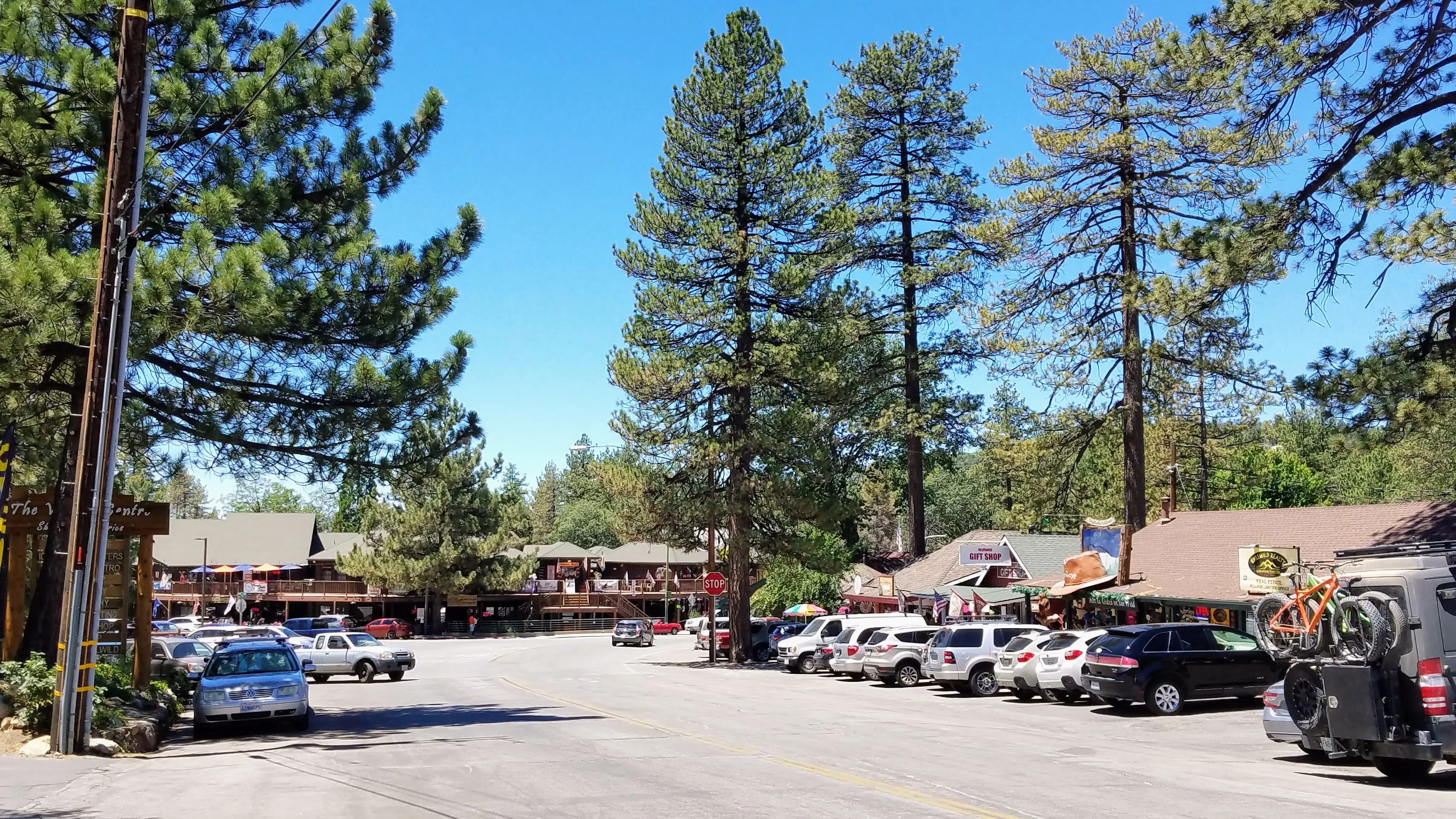 Trees near parking lot in Idyllwild
