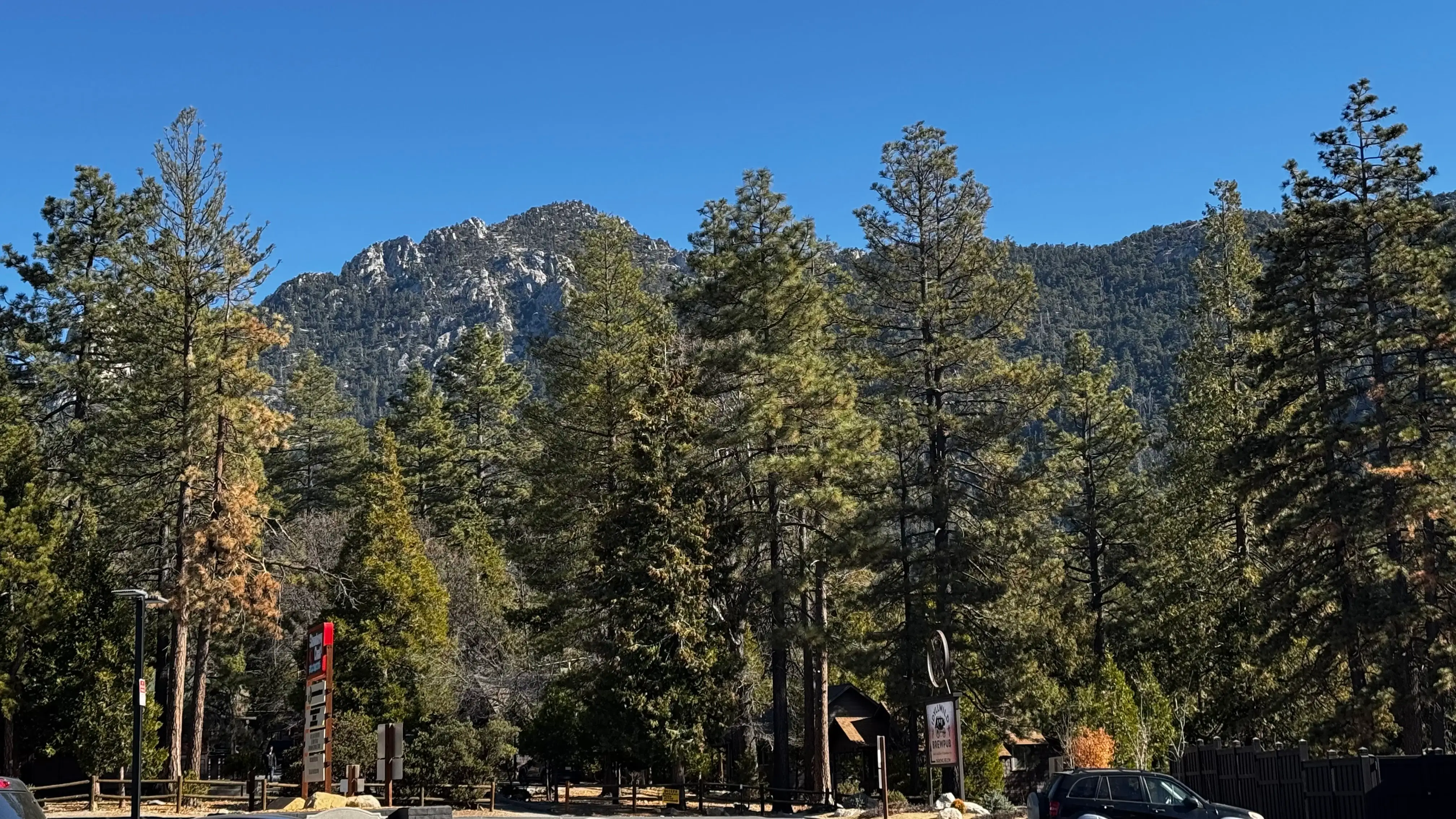 Green trees with mountains behind them