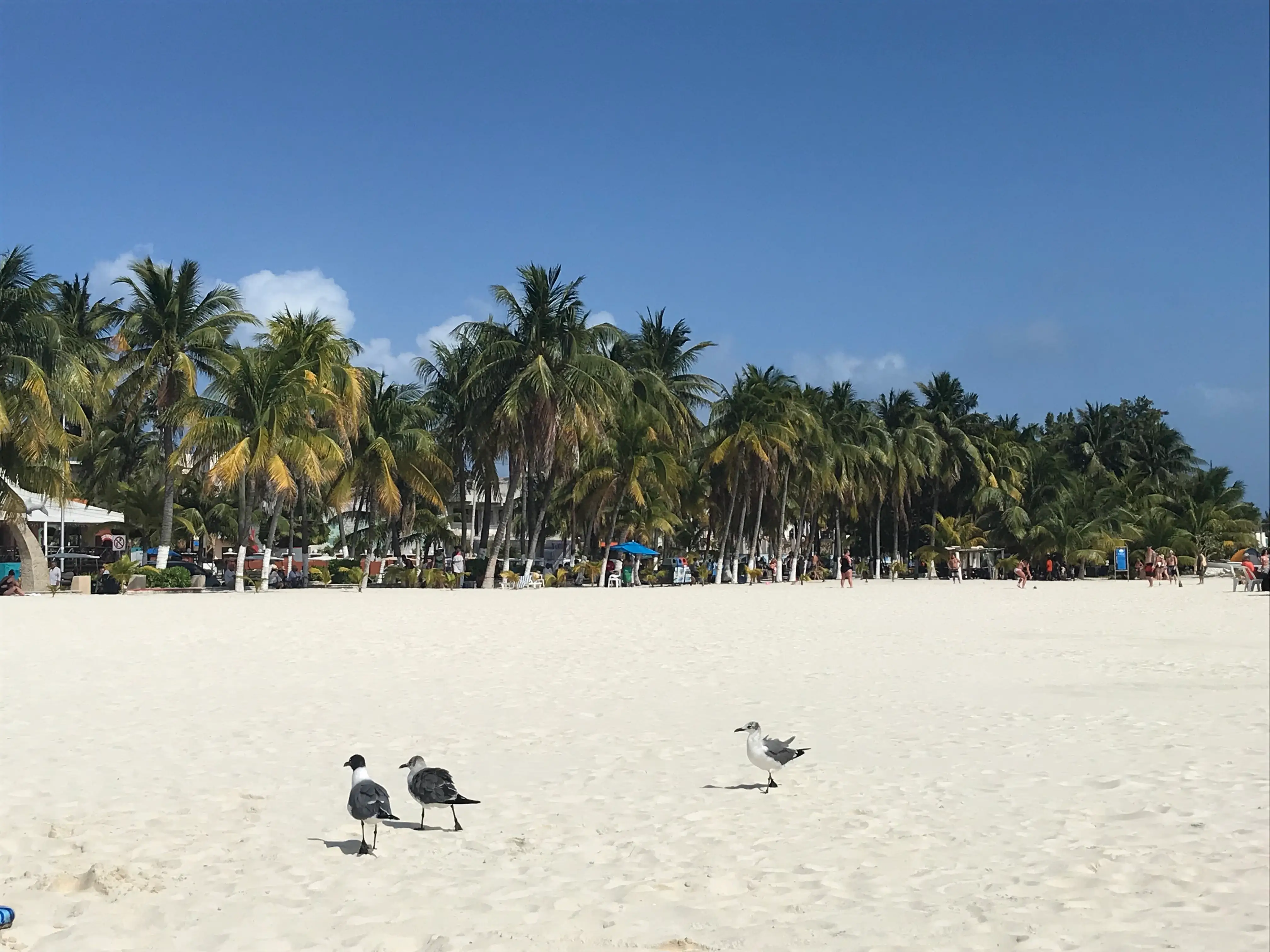Seagulls in the sand on Playa Norte on Isla Mujeres, Mexico.