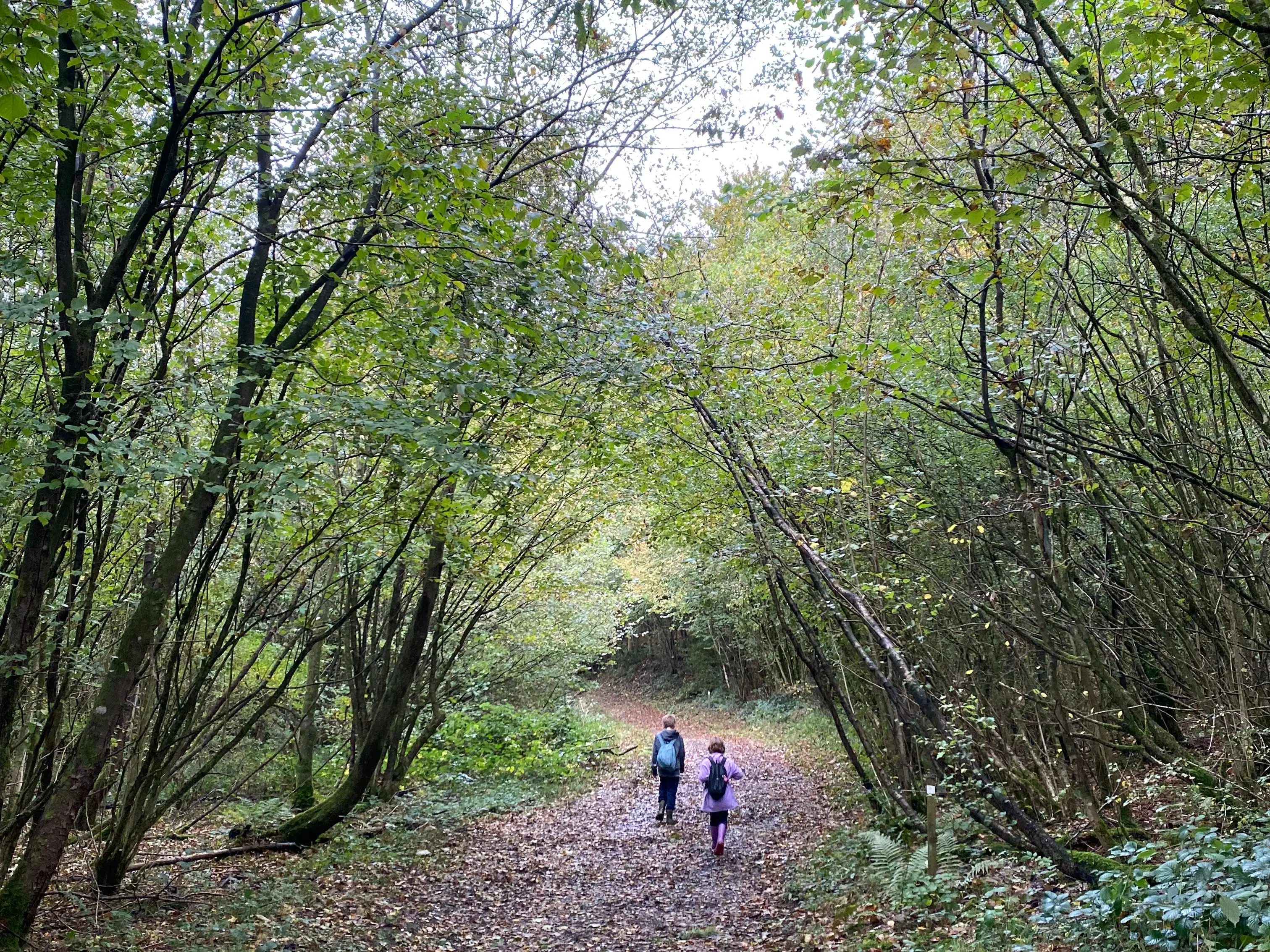 Kids walking in forest