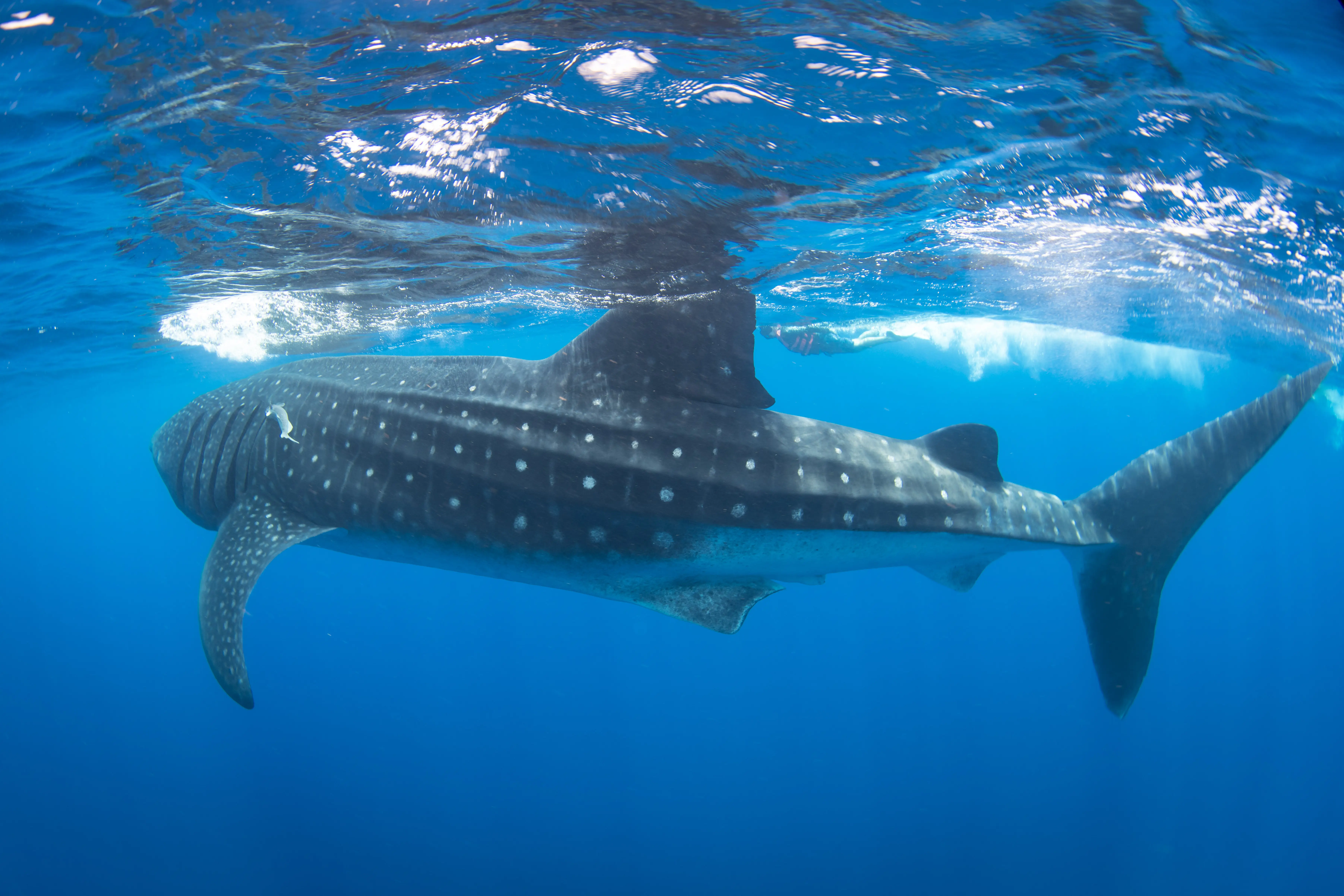 Snorkeling with Whale Shark at Isla Mujeres, Mexico.