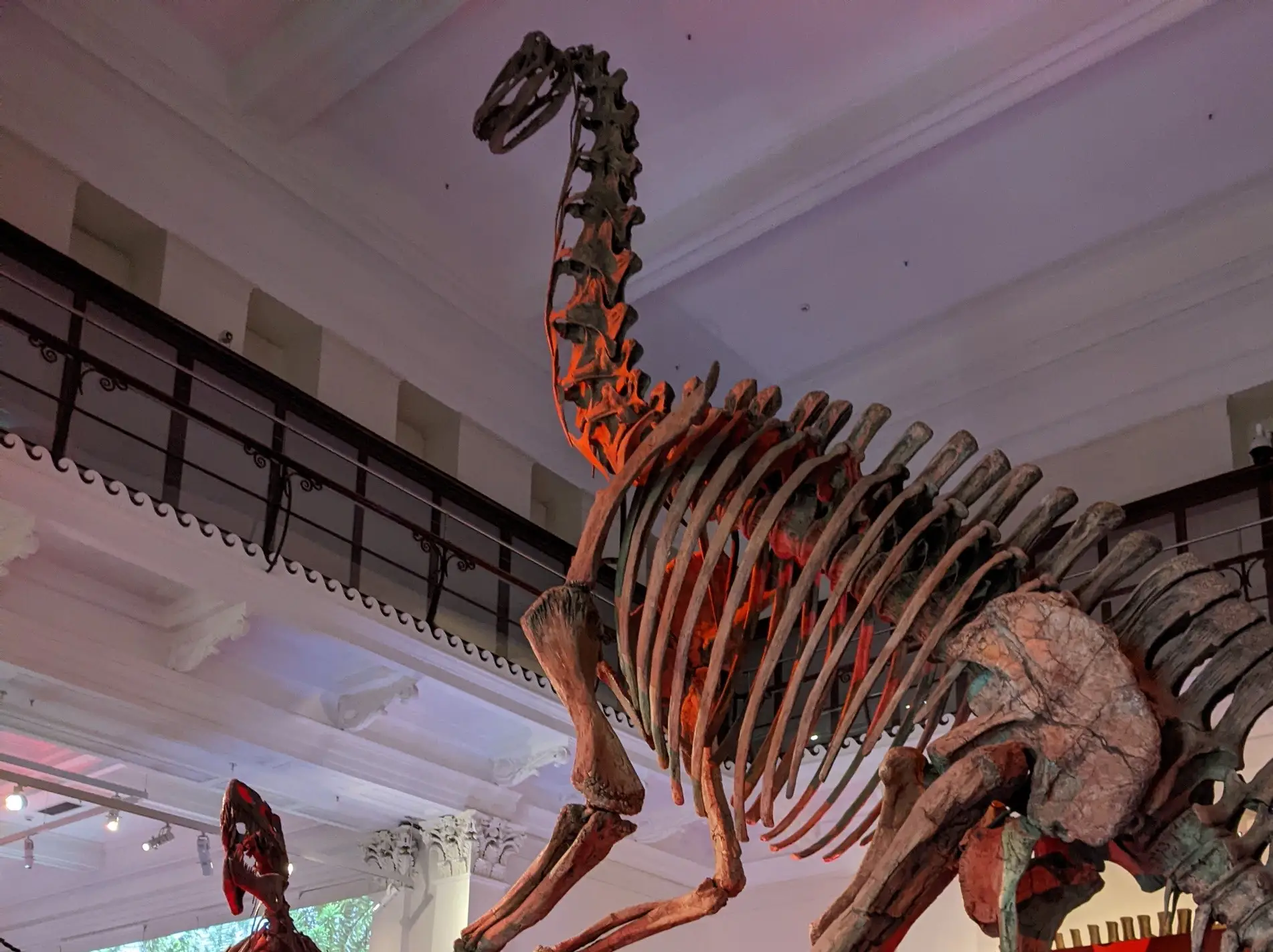 Large long-necked dinosaur skeleton displayed in a museum hall with balcony railings and columns.