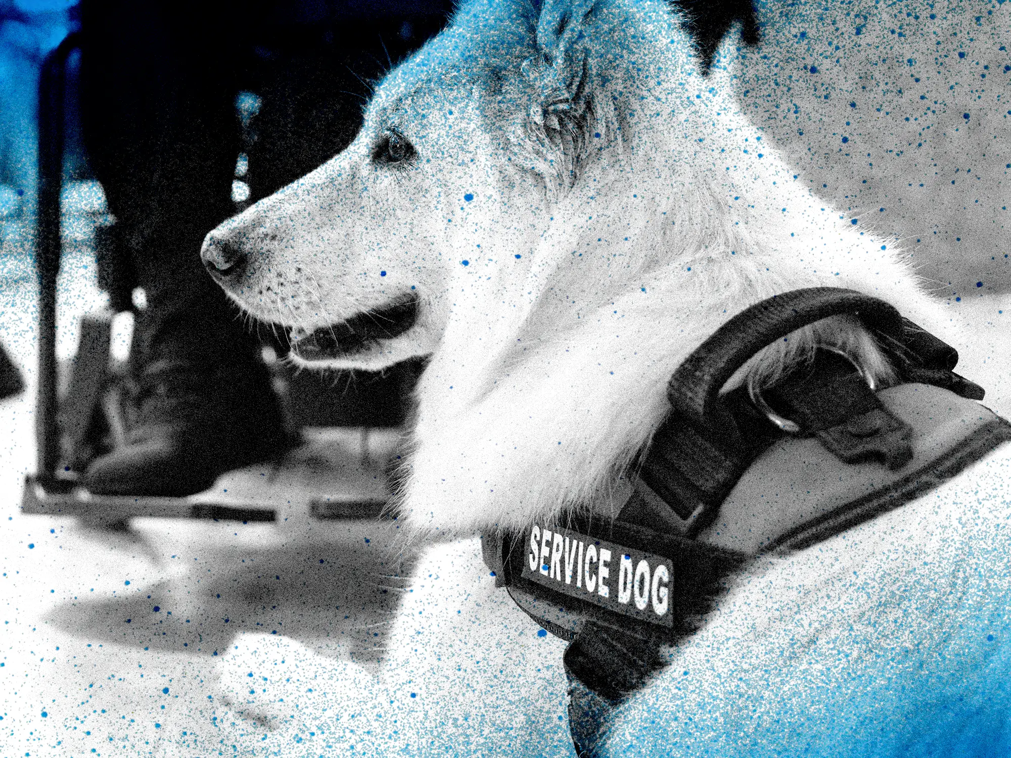 A service dog with a slight photo treatment