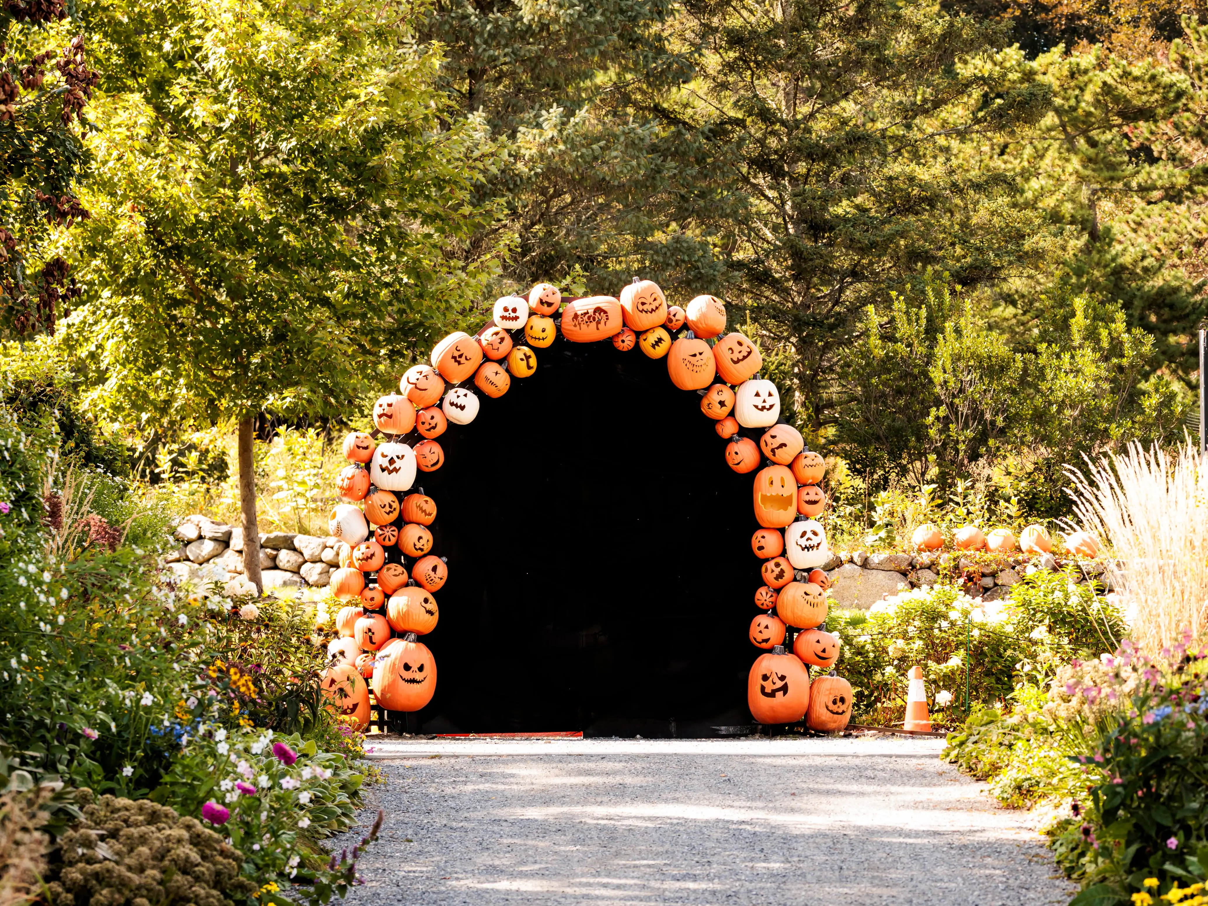 Jack-o'-lantern pumpkins form a Halloween arch around a dark tunnel along a garden path in Beverly, Massachusetts.