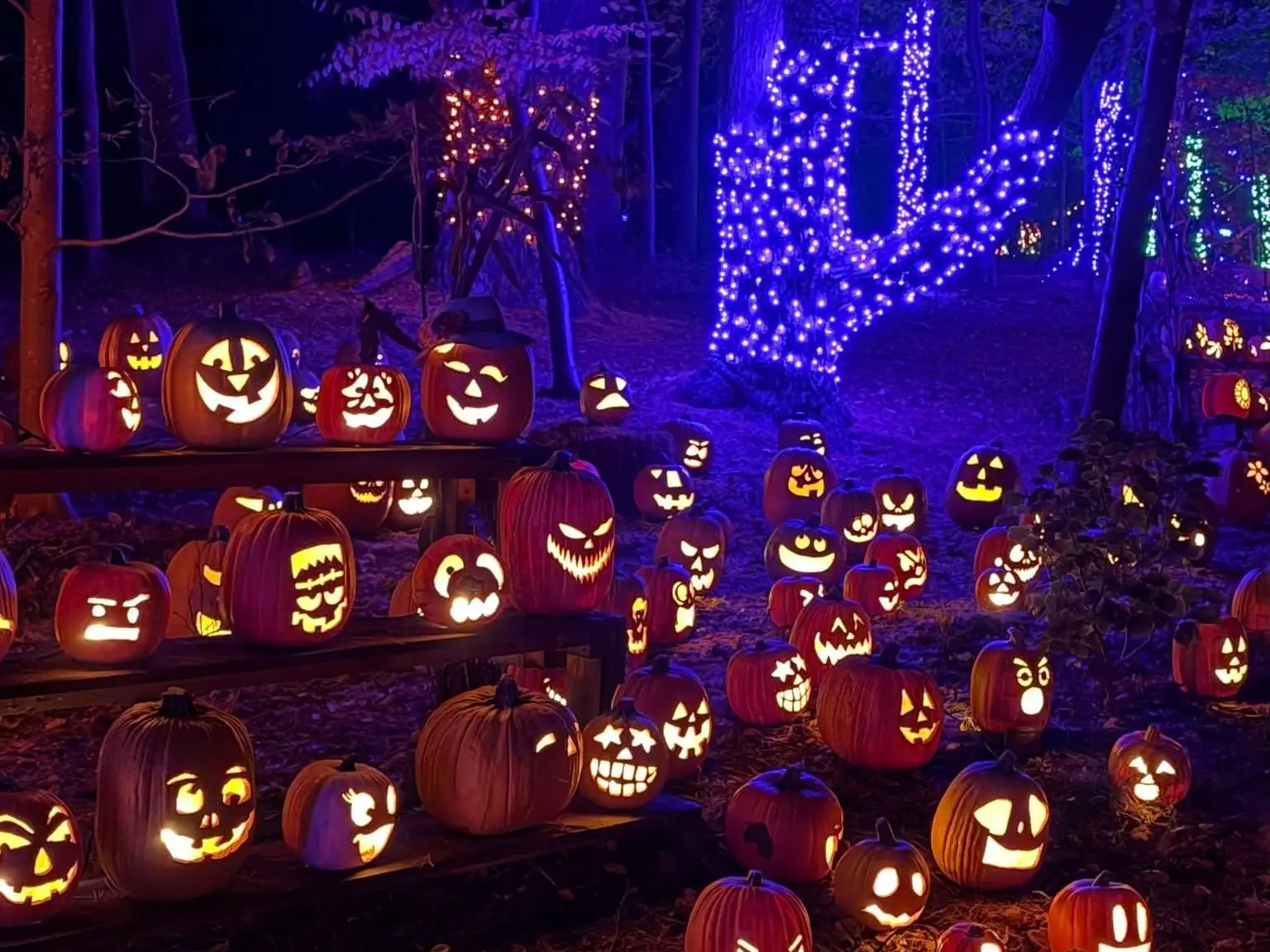 Carved jack-o'-lanterns glow along a nighttime wooded trail lit with purple and blue string lights in Beverly, Massachusetts.