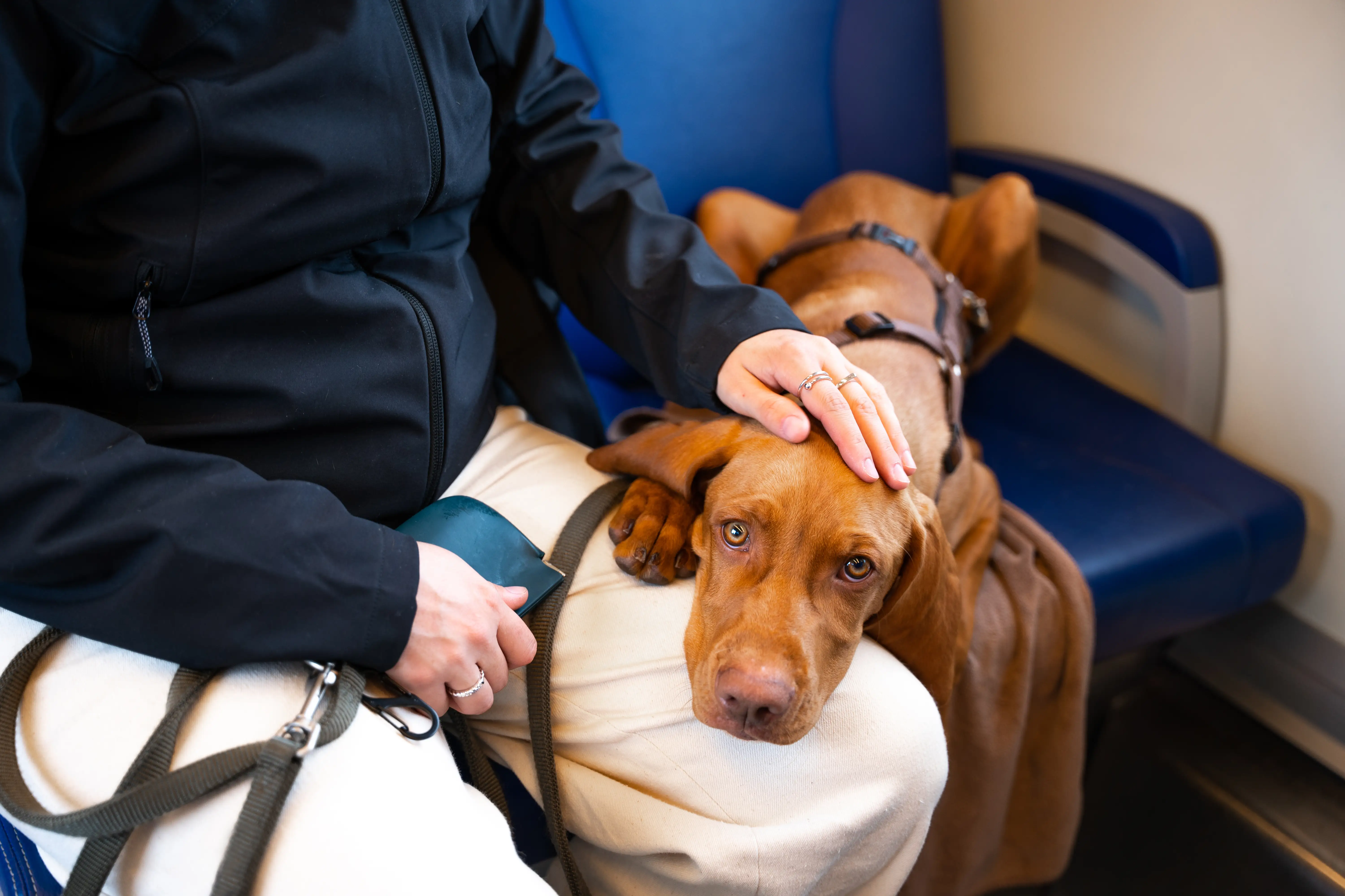 A dog on a train with its owner.