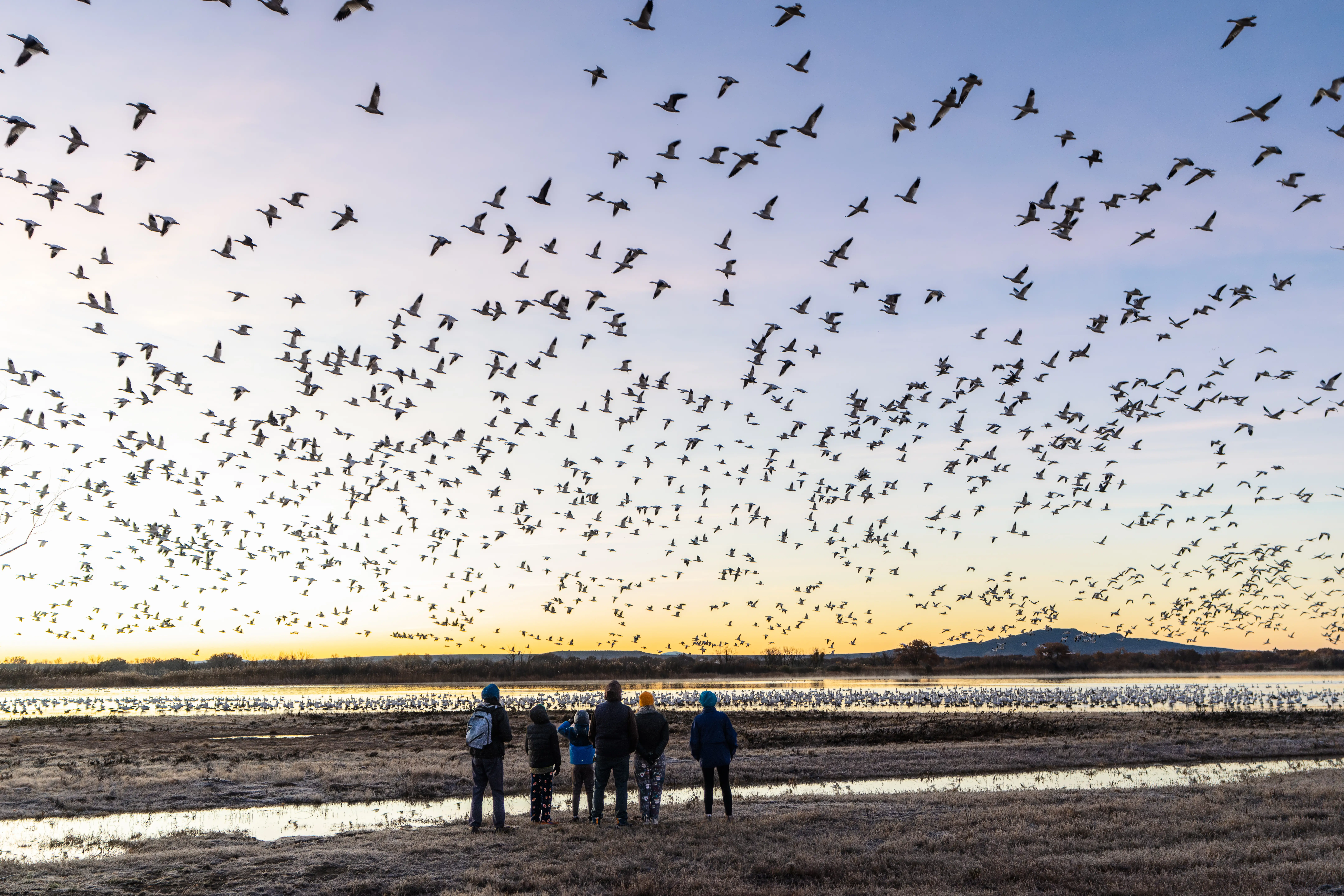 A group of people watch birds take flight at sunset.