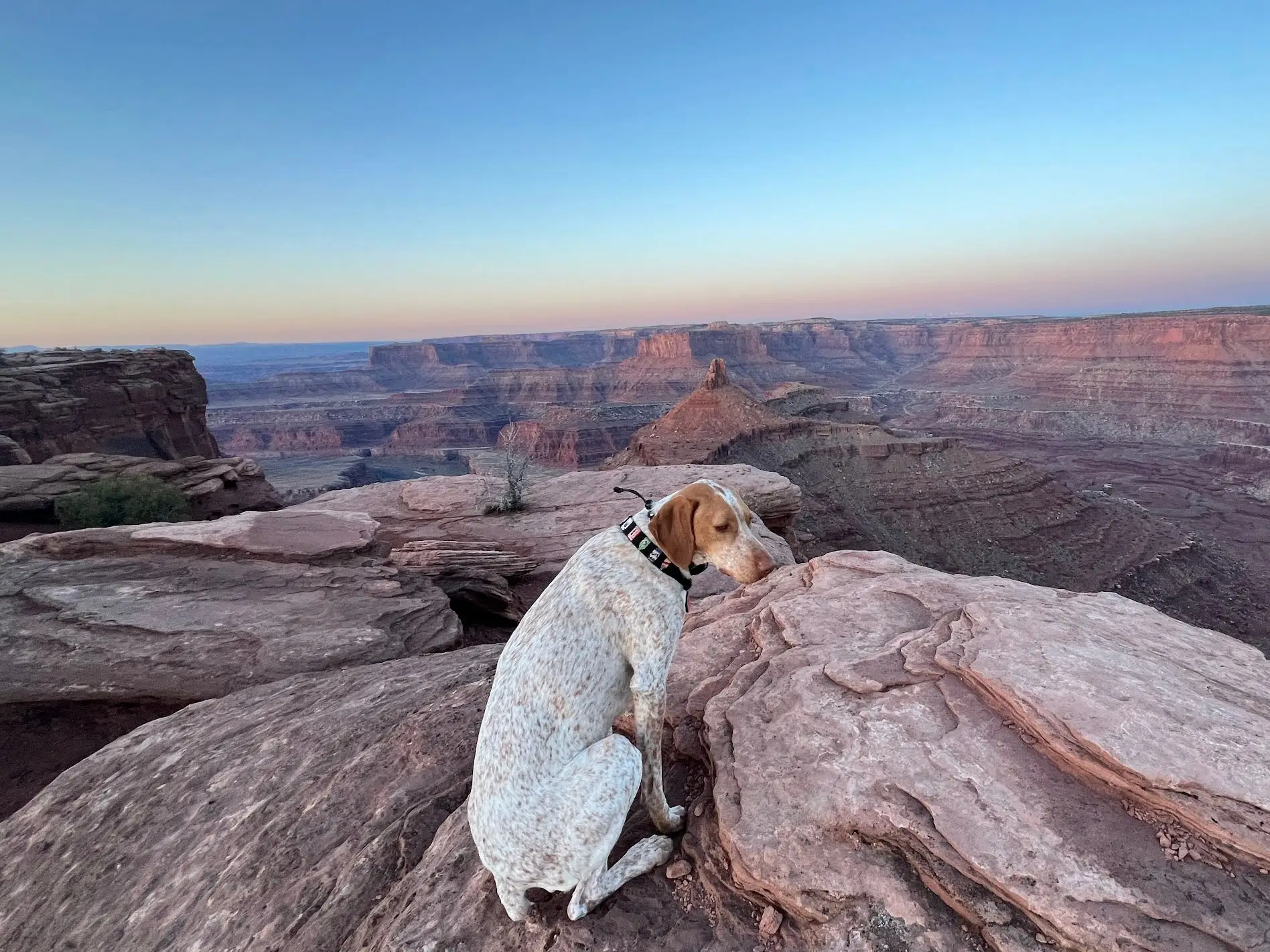 The writer's dog sits atop a cliff at Dead Horse Point State Park in Utah.